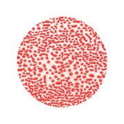 AMACO Szkliwo Crawls CR-58 Red 472 ml