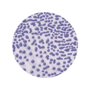 AMACO Szkilwo Crawls CR-54 Purple 472 ml