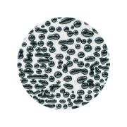 AMACO Szkliwo Crawls CR-1 Black 472 ml