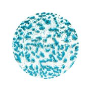 AMACO Szkliwo Crawls CR-22 Speckled Teal 472 ml