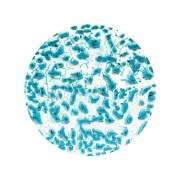 AMACO Szkliwo Crawls CR-22 Speckled Teal 472 ml