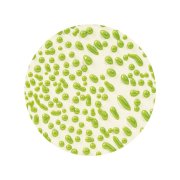 AMACO Szkliwo Crawls CR-41 Lime 472 ml
