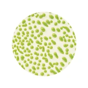 AMACO Szkliwo Crawls CR-41 Lime 472 ml